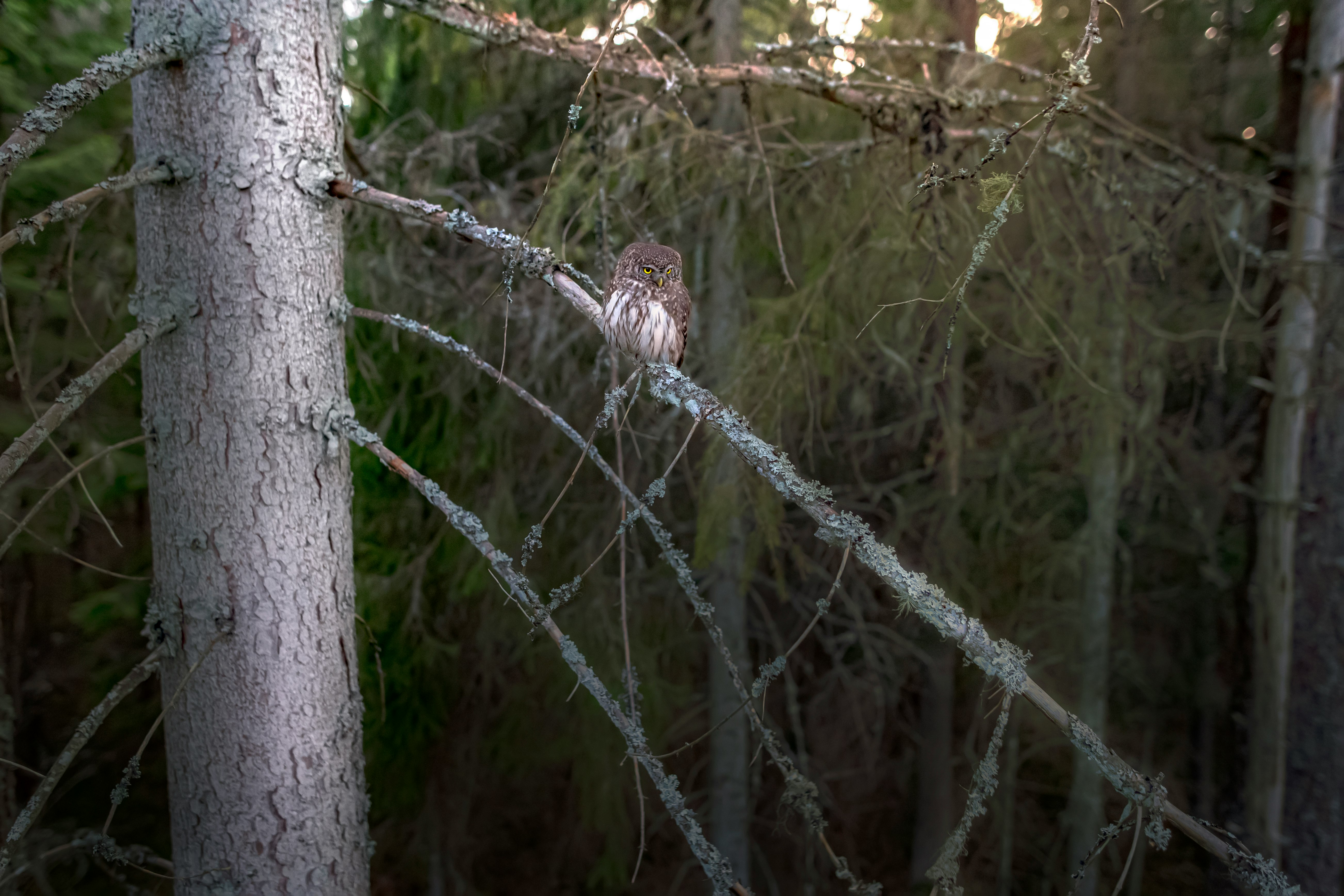 brown bird on gray tree trunk